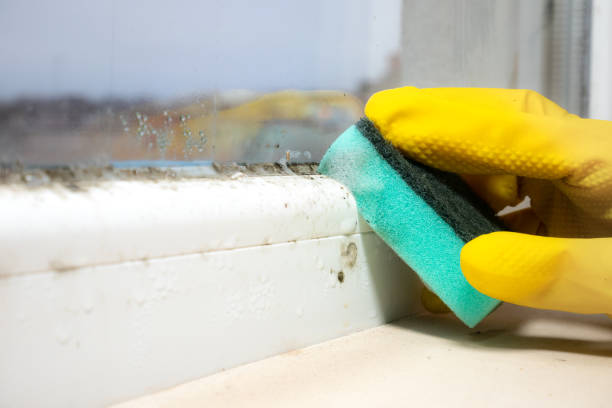 Best Toxic Mold Removal  in Ligonier, IN
