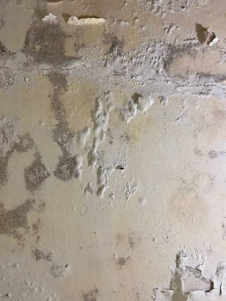 Best Office Mold Removal Services  in Ligonier, IN